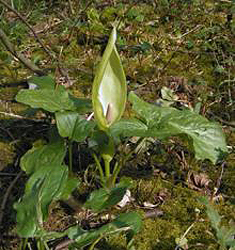 Arum maculatum - immagine 2