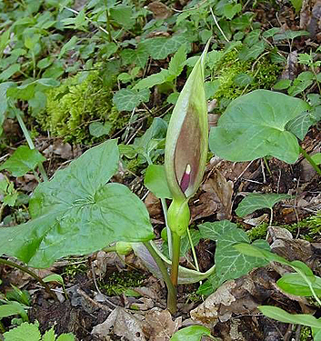 Arum maculatum - immagine 3