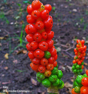 Arum maculatum - immagine 4