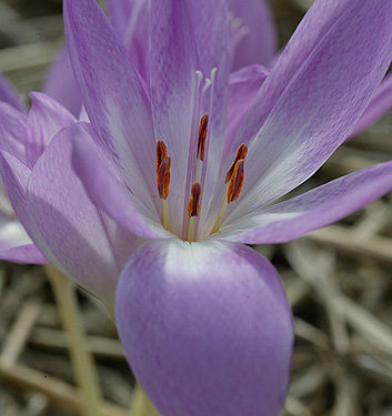 Colchicum GIANT - immagine 2