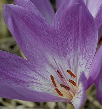 Colchicum GIANT - immagine 3