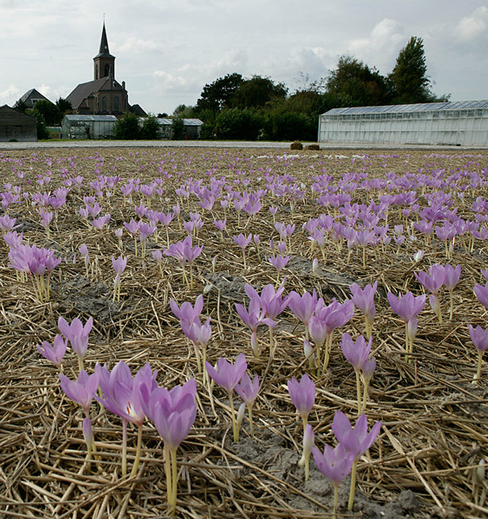 Colchicum GIANT - immagine 4