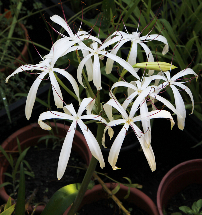 Crinum amoenum - immagine 2