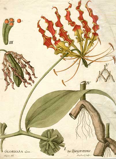 Gloriosa superba - immagine 3