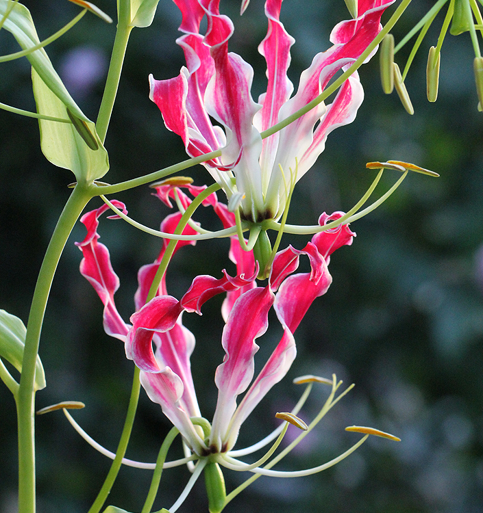 Gloriosa superba - immagine 4