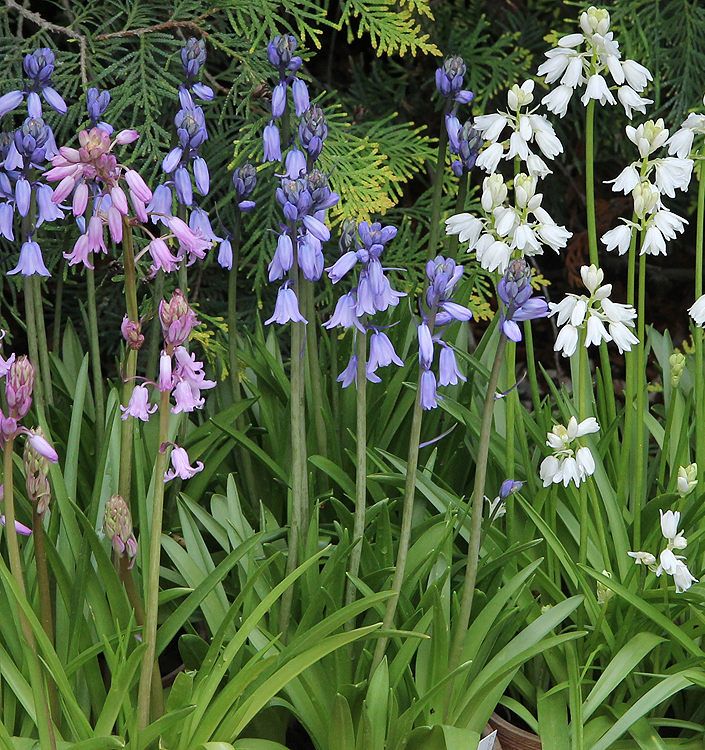 Hyacinthoides hispanica in miscuglio - immagine 4