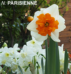 Narcissus – Div. 11a (splitcorona) PARISIENNE 11a W-O - immagine 2