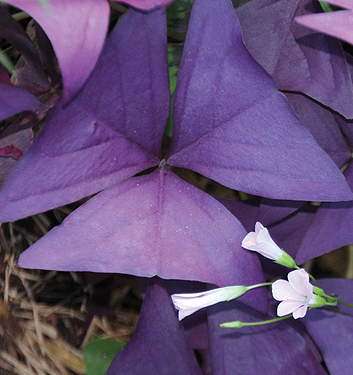 Oxalis triangularis MIJKE (P) - immagine 3