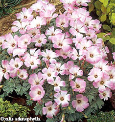 Oxalis adenophylla - immagine 2