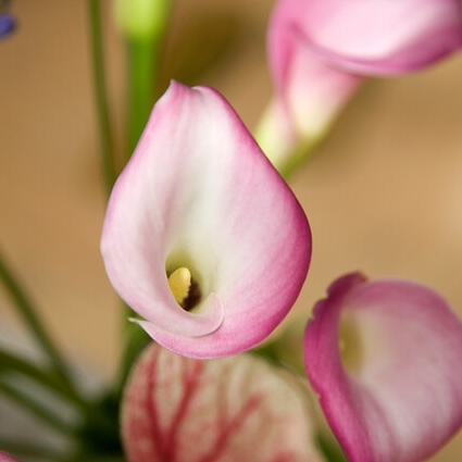 Zantedeschia (CALLA) GARNET GLOW - immagine 2