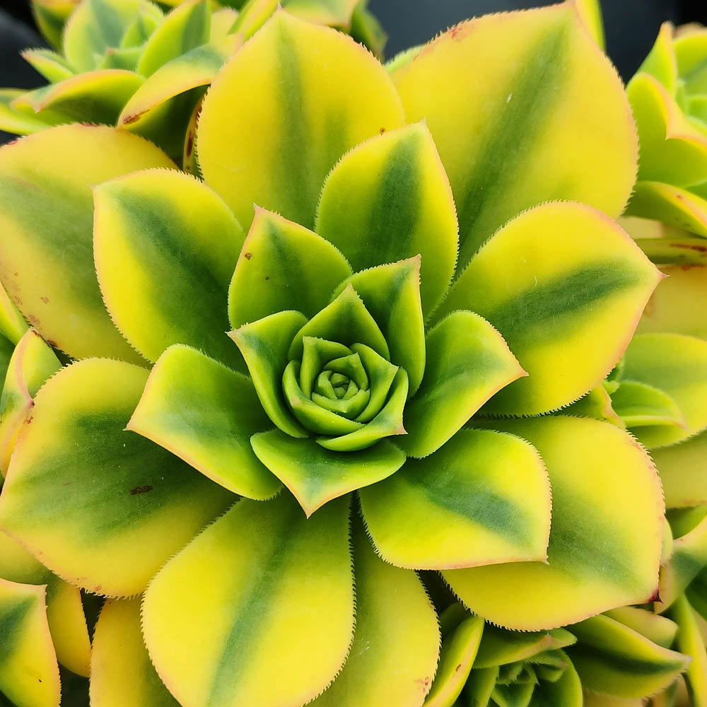 Aeonium arboreum luteovariegatum - immagine 2