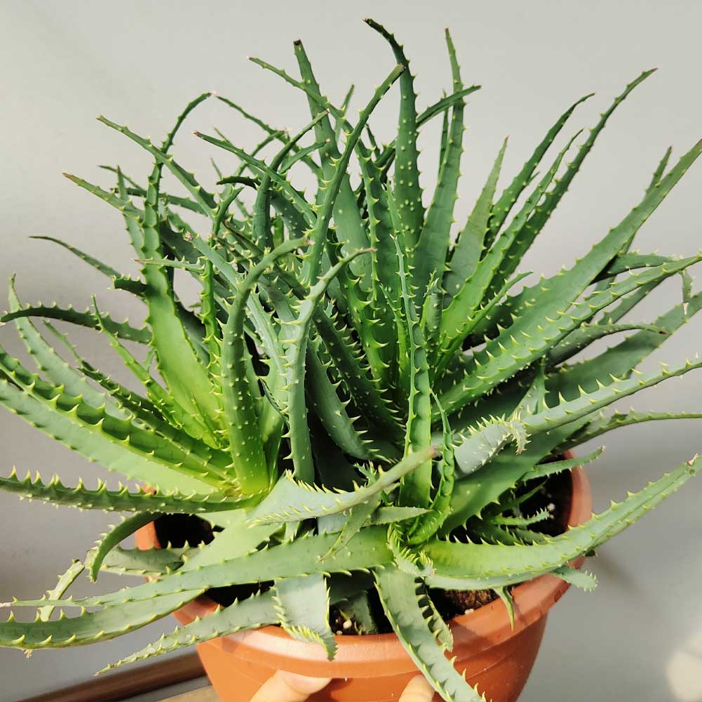 Aloe arborescens - immagine 3