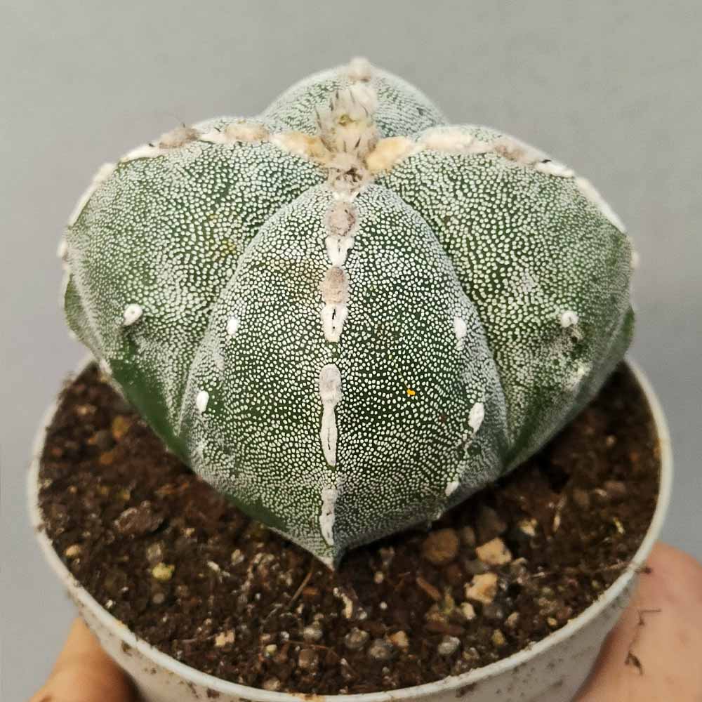 Astrophytum fukuryu hakujo quadricostato - immagine 2