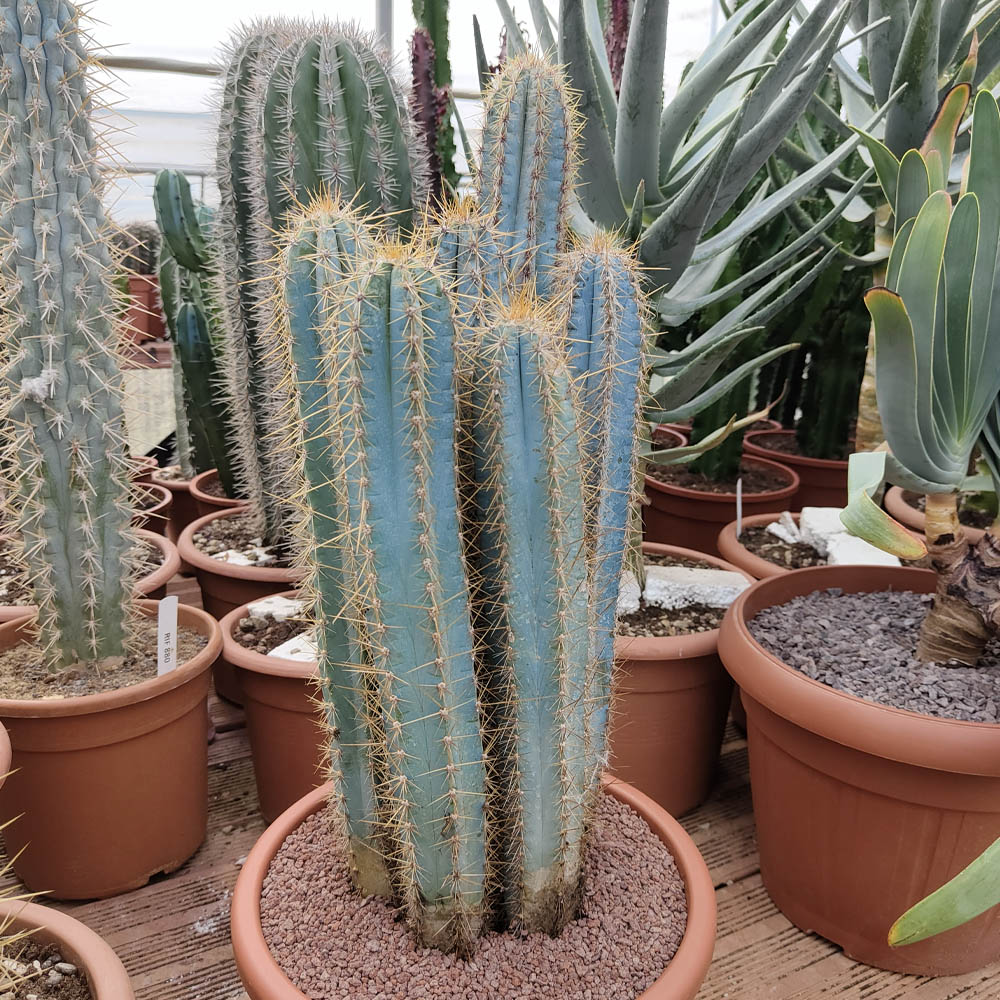 Pilosocereus azureus - immagine 2