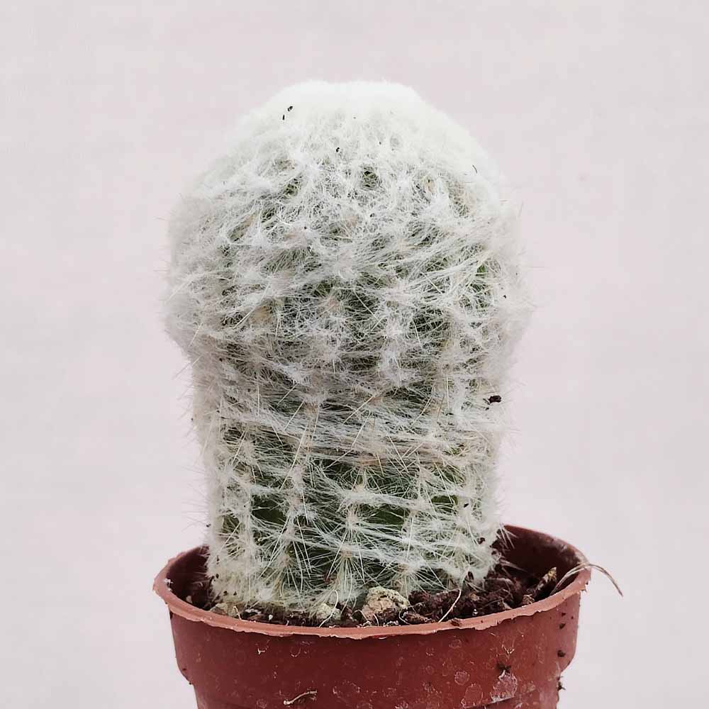 Espostoa lanata - immagine 2