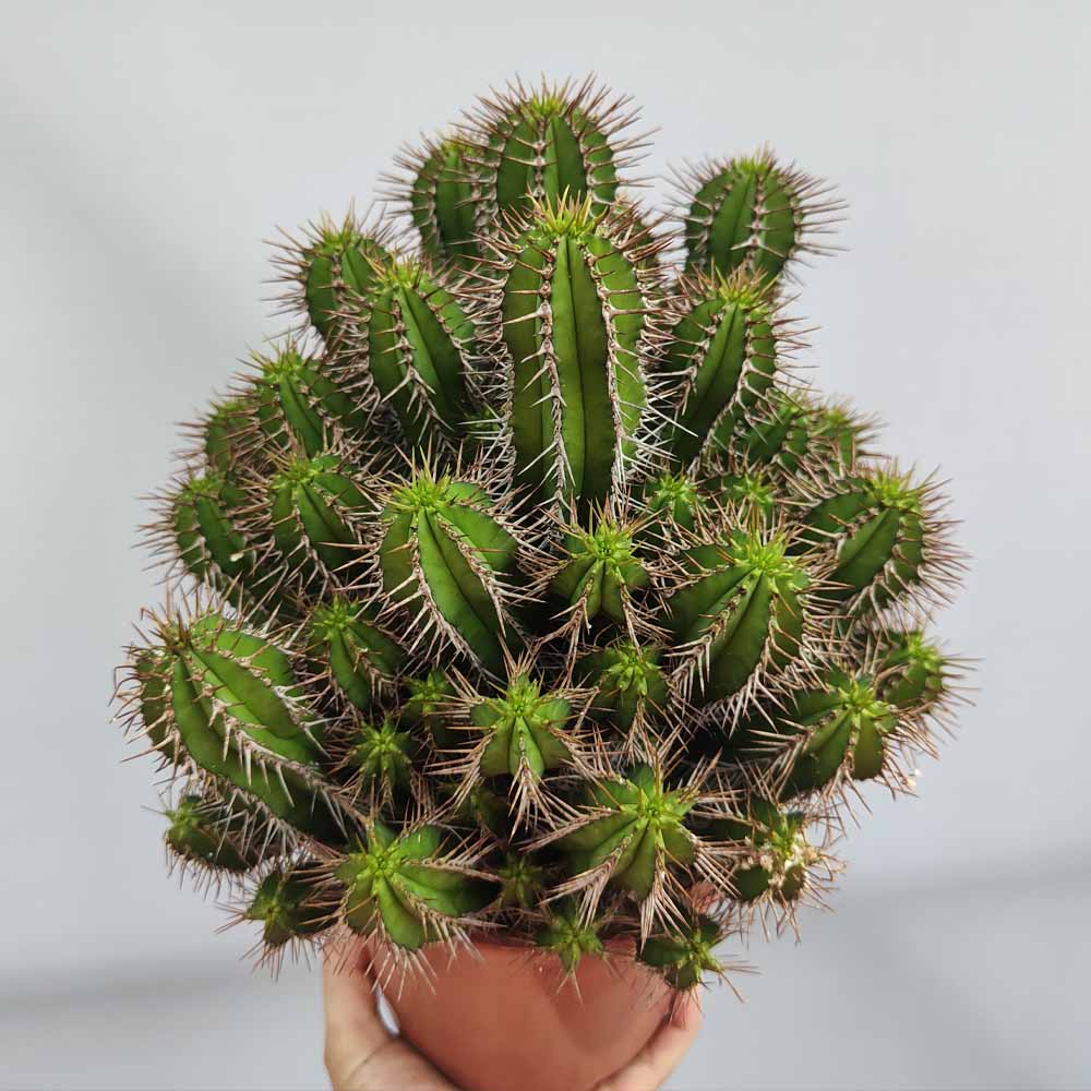 Euphorbia fruticosa - immagine 2