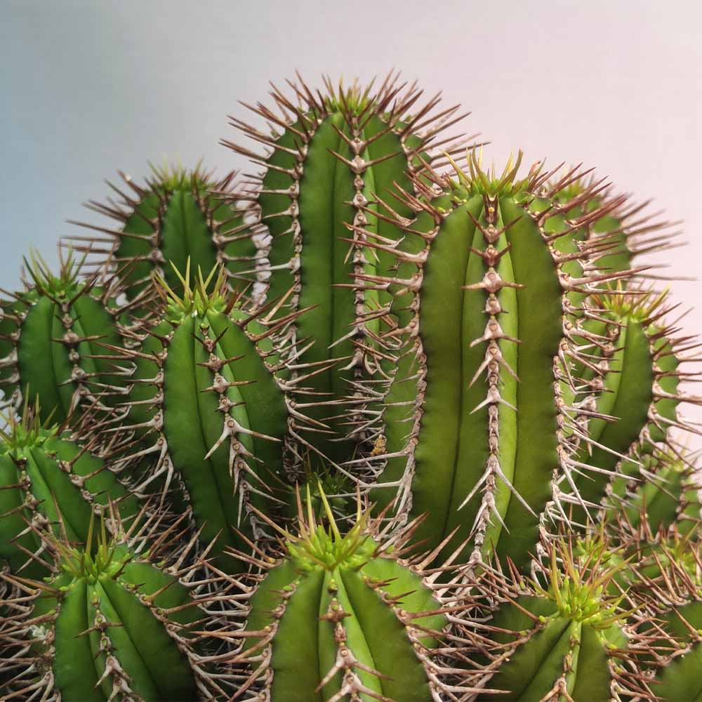 Euphorbia fruticosa - immagine 3
