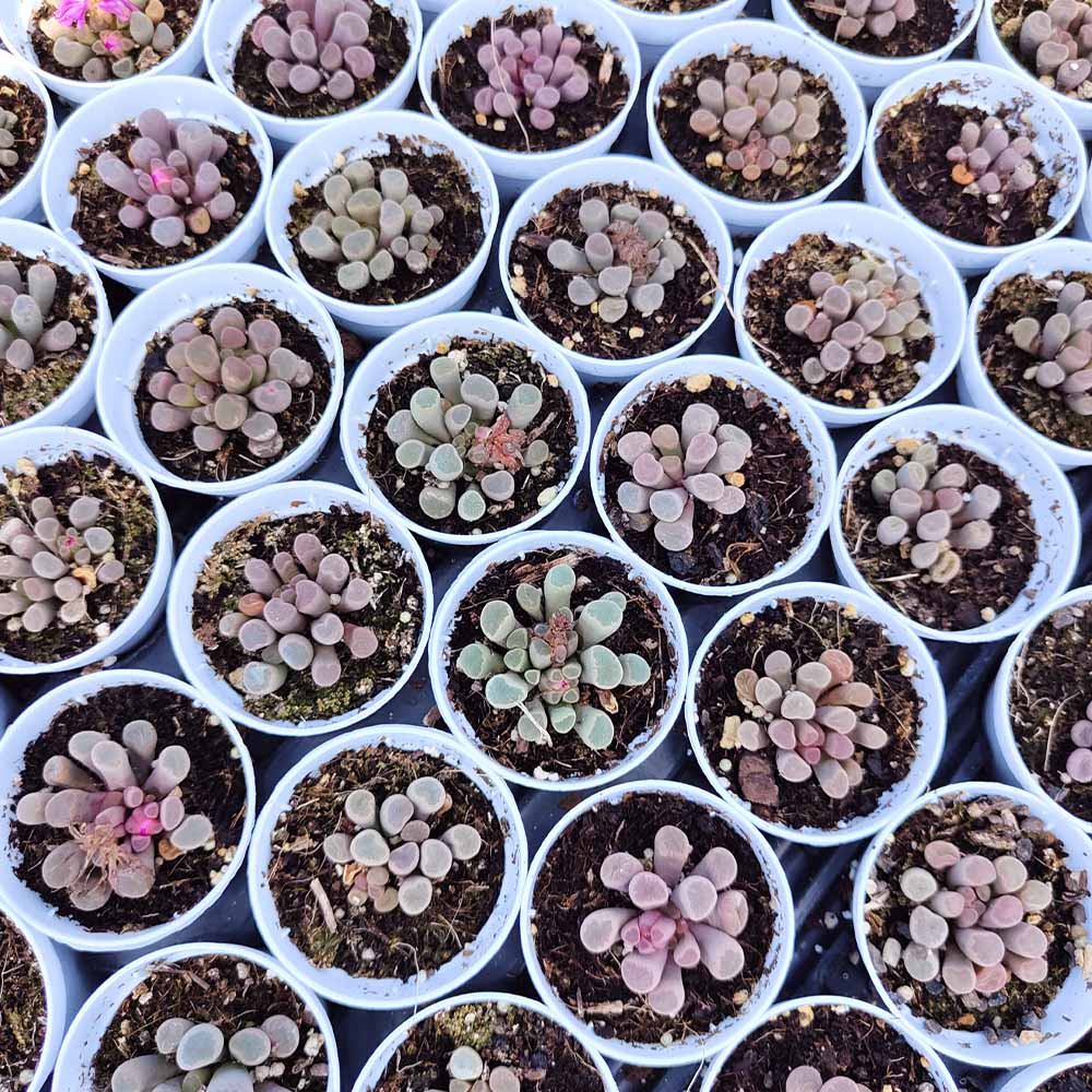 Frithia pulchra - immagine 3