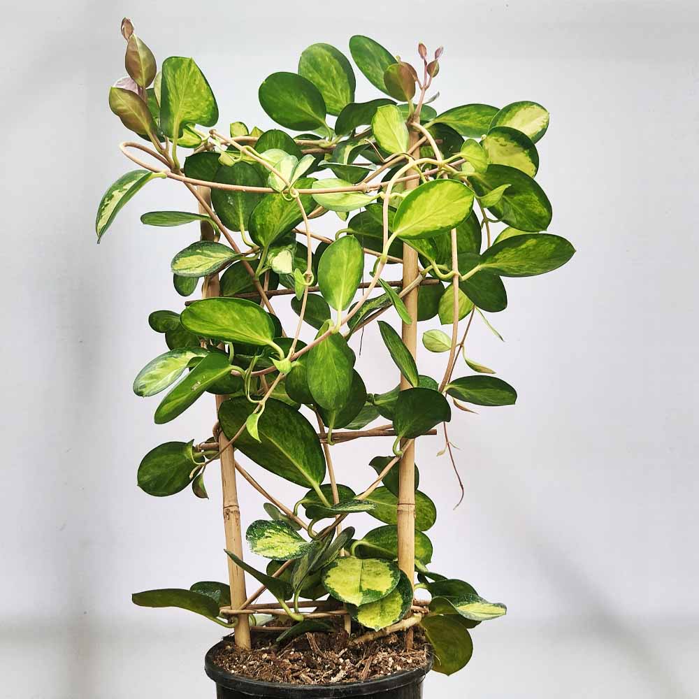 Hoya australis ‘Lisa’ - immagine 2