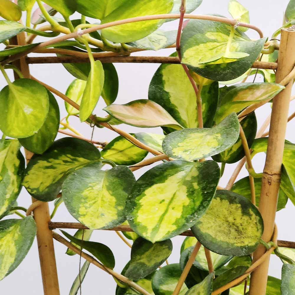 Hoya australis ‘Lisa’ - immagine 3