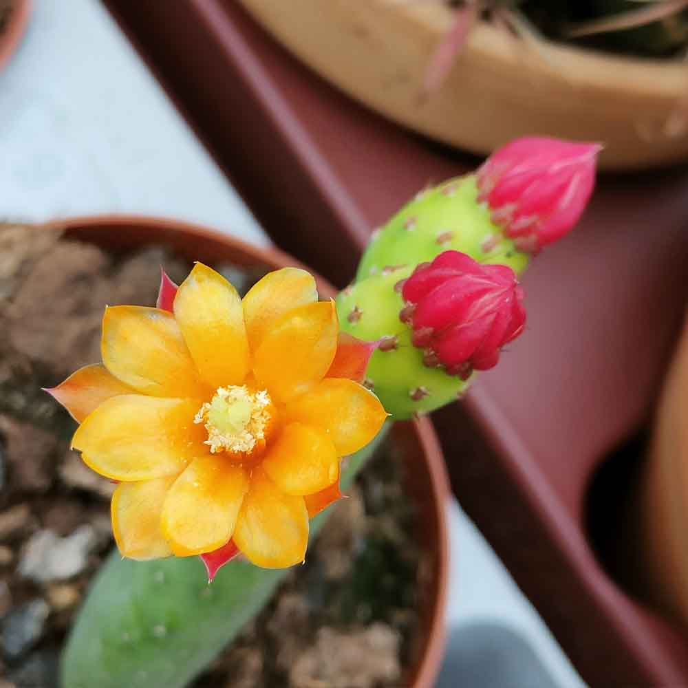 Opuntia inamoena - immagine 4