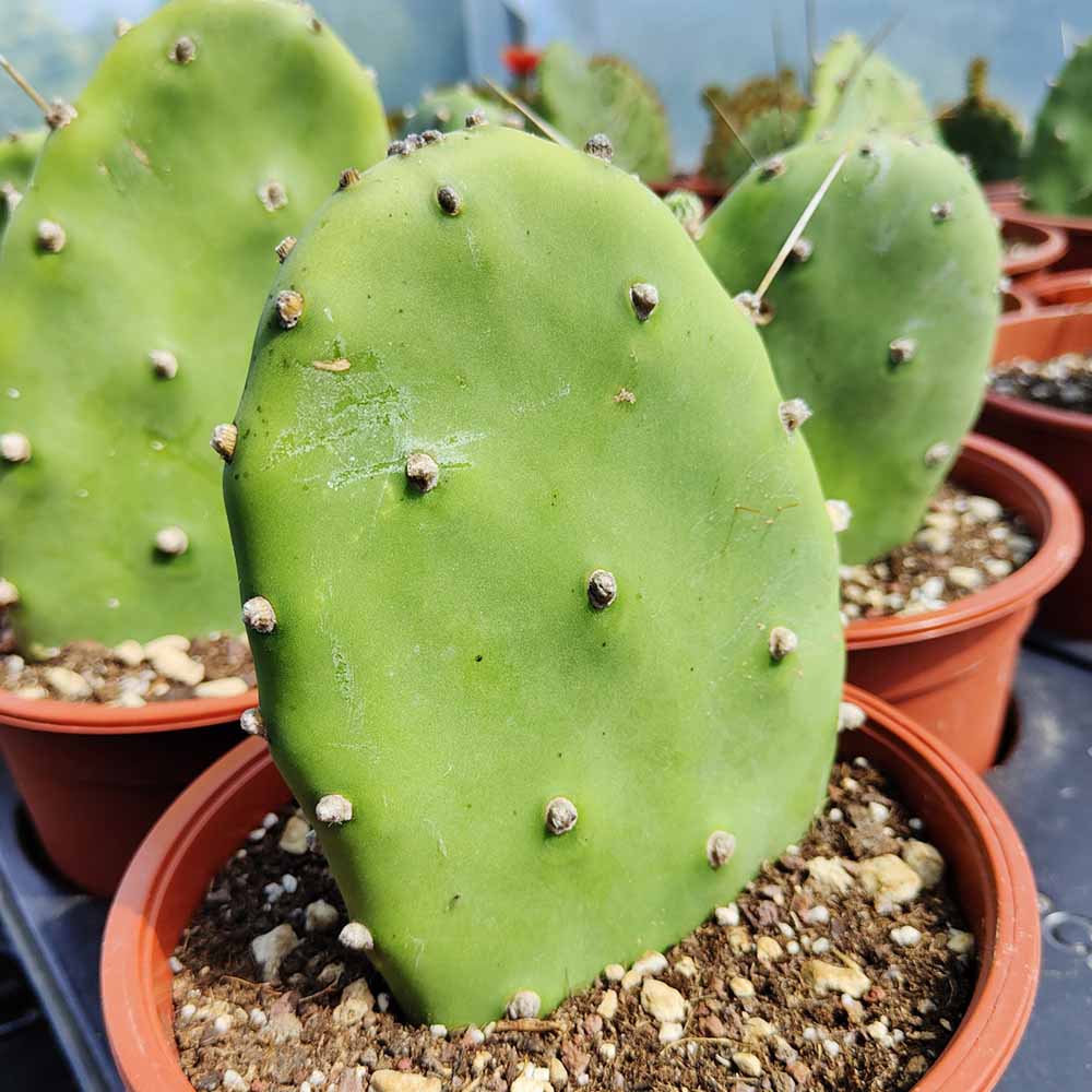 Opuntia quimilo - immagine 3