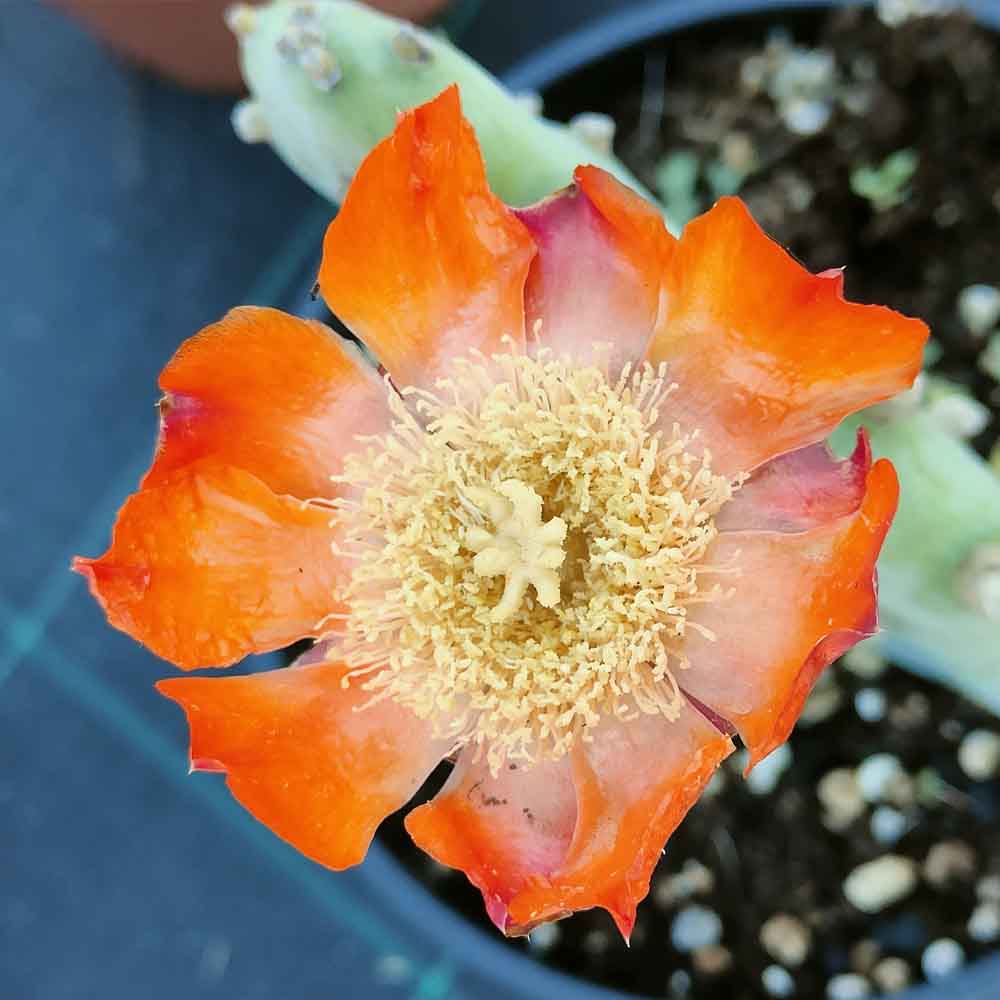 Opuntia quimilo - immagine 2