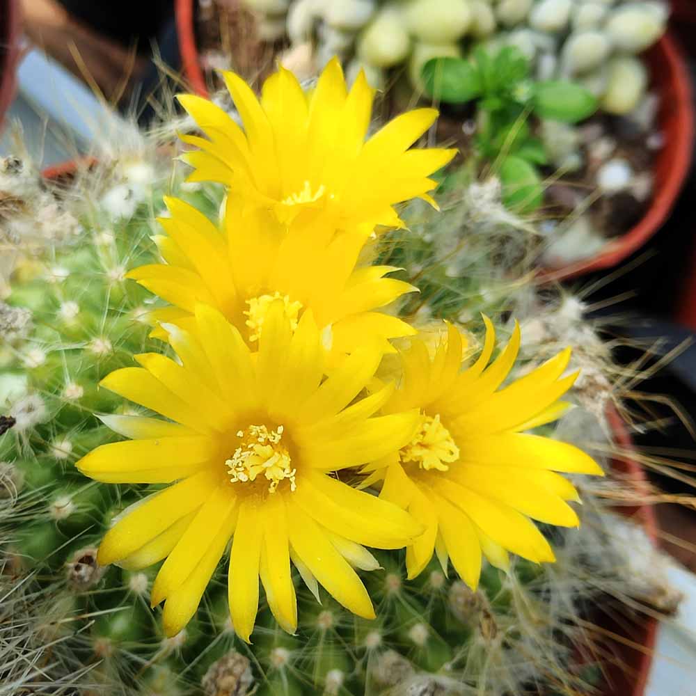 Parodia penicillata - immagine 2