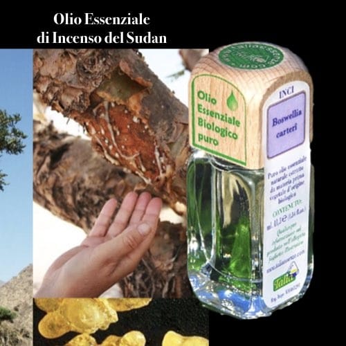 Puro olio essenziale d’origine BIOLOGICA di INCENSO DEL SUDAN - immagine 2