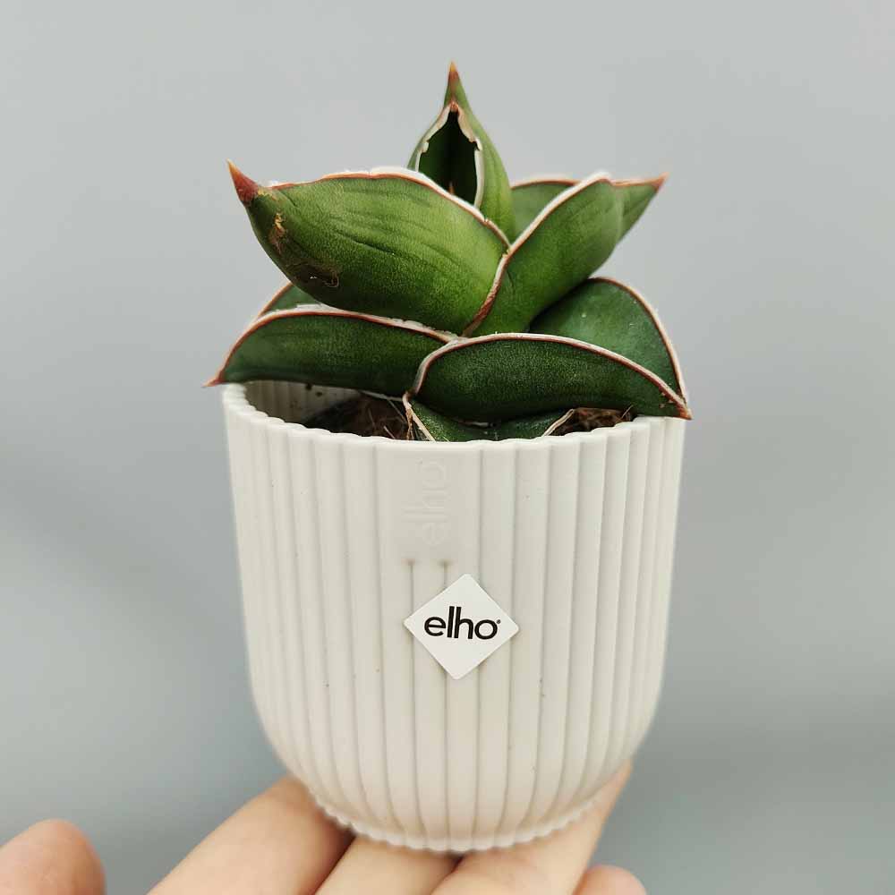 Sansevieria ehrenbergii Samurai - immagine 2