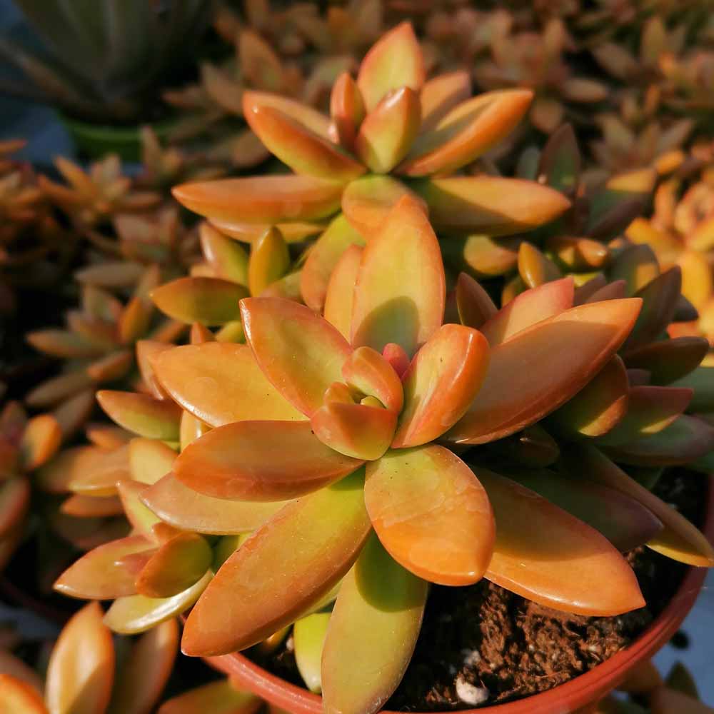 Sedum nussbaumerianum - immagine 3