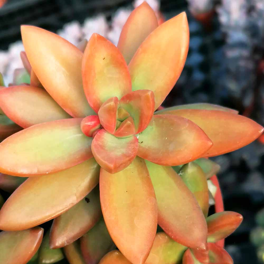 Sedum nussbaumerianum - immagine 2